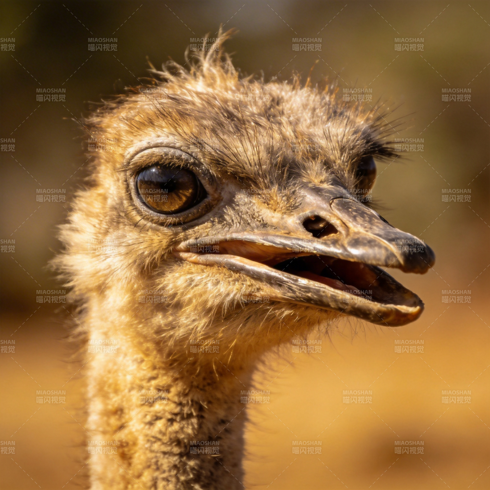 鸵鸟特写图片