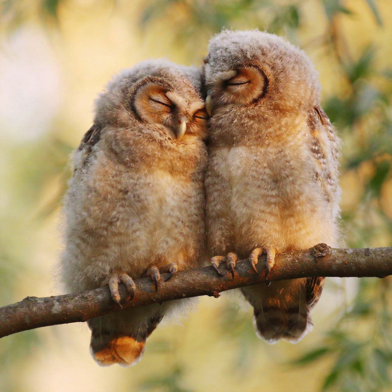 双鸮依偎枝头图片