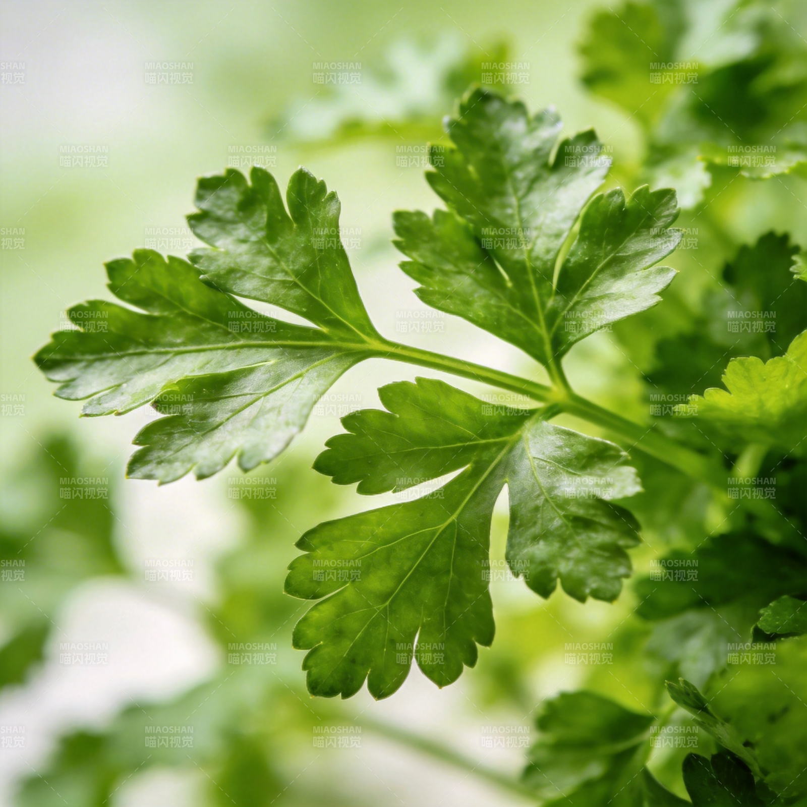 翠绿香菜叶图片