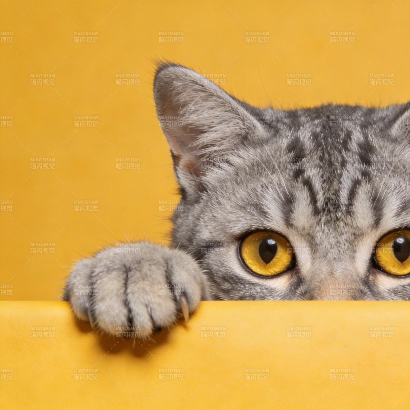 猫咪探头好奇窥视图片