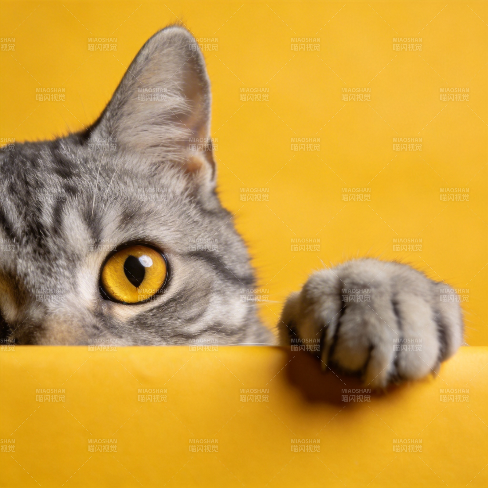 猫咪探头好奇窥视图片