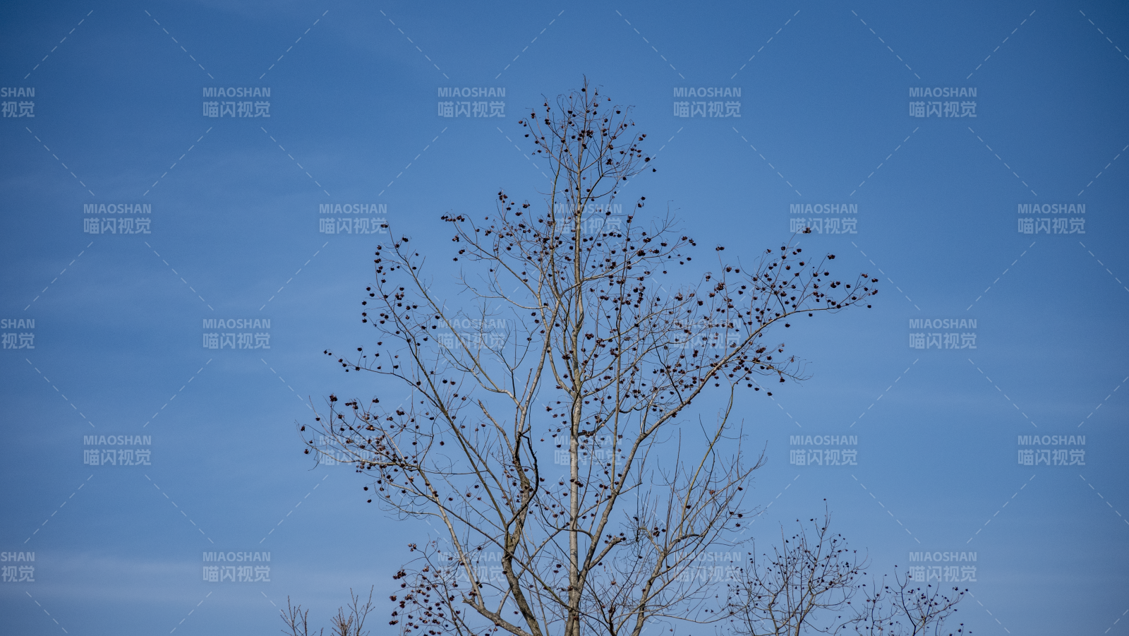 枯树映蓝天图片