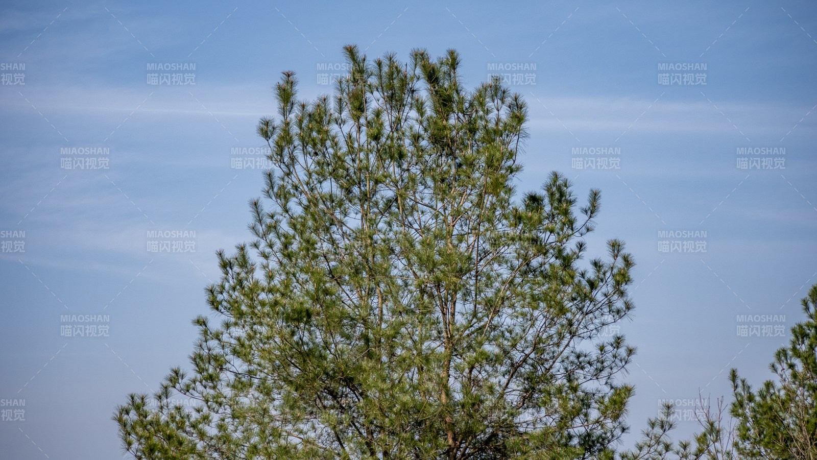 松树仰望蓝天图片