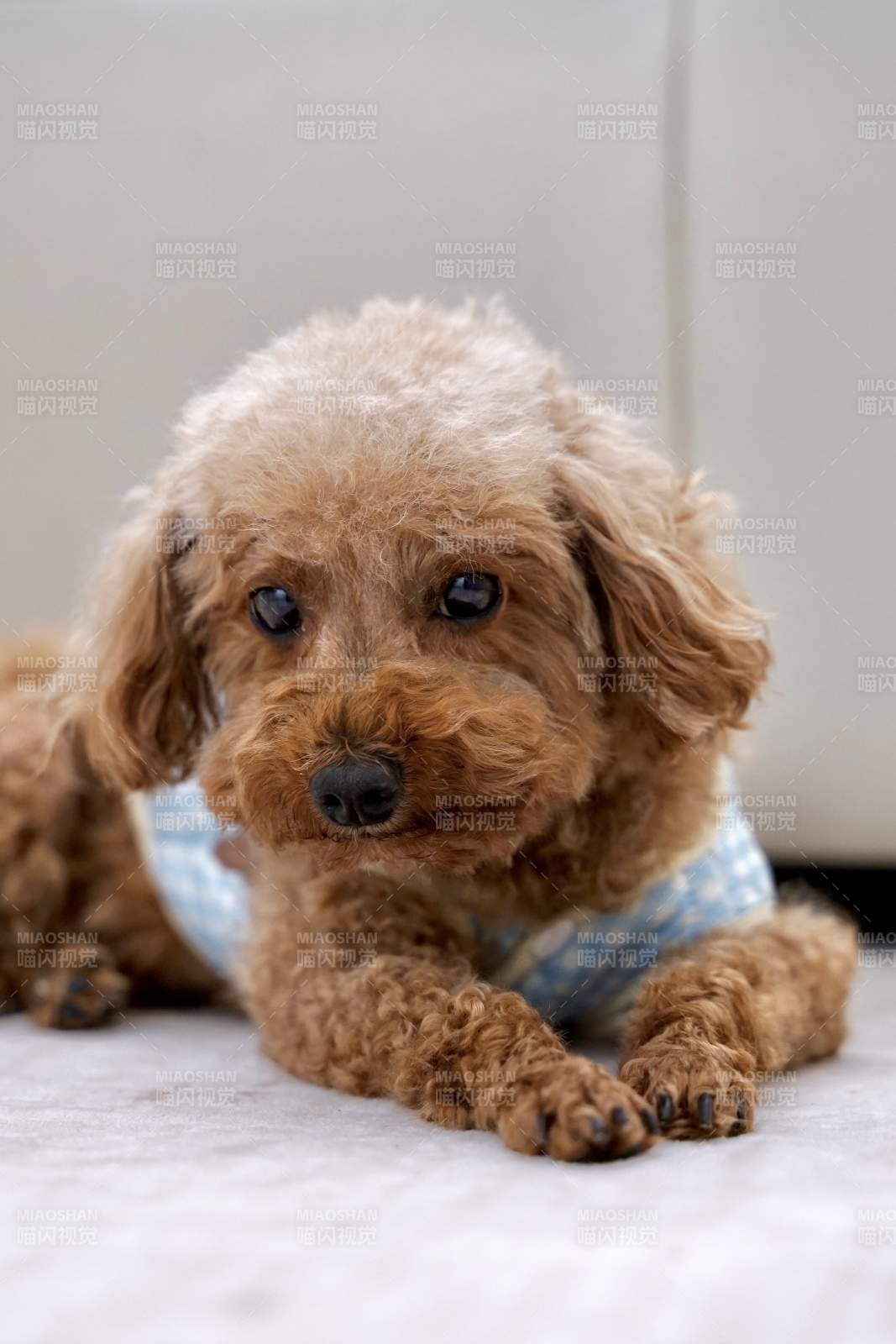 可爱小狗躺卧图图片