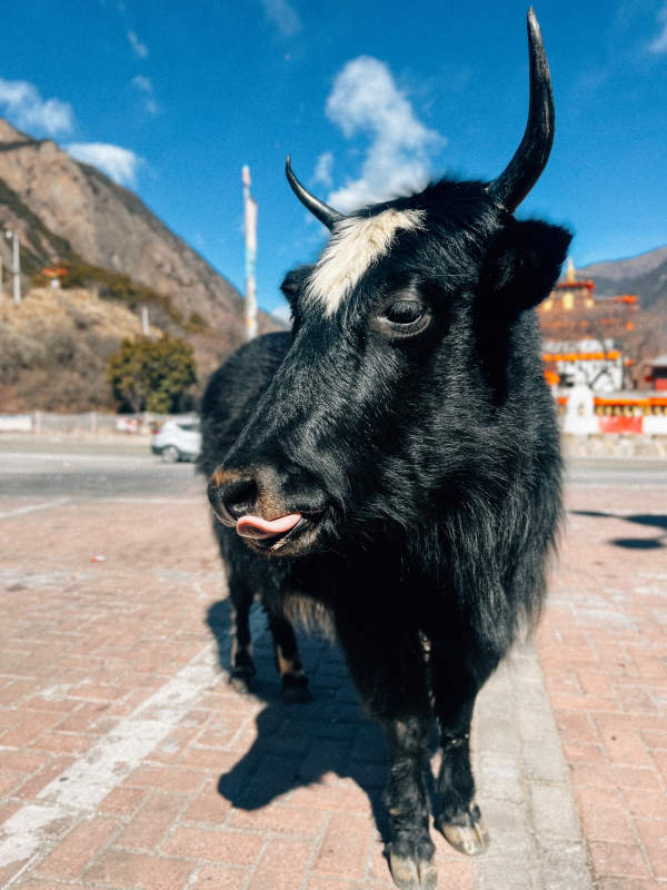 牦牛街头吐舌图片