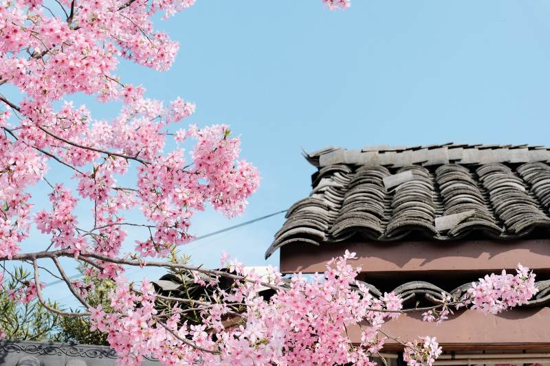 樱花映古屋图片