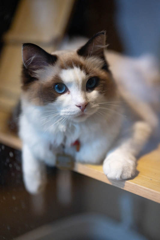 蓝眼猫咪凝视图片