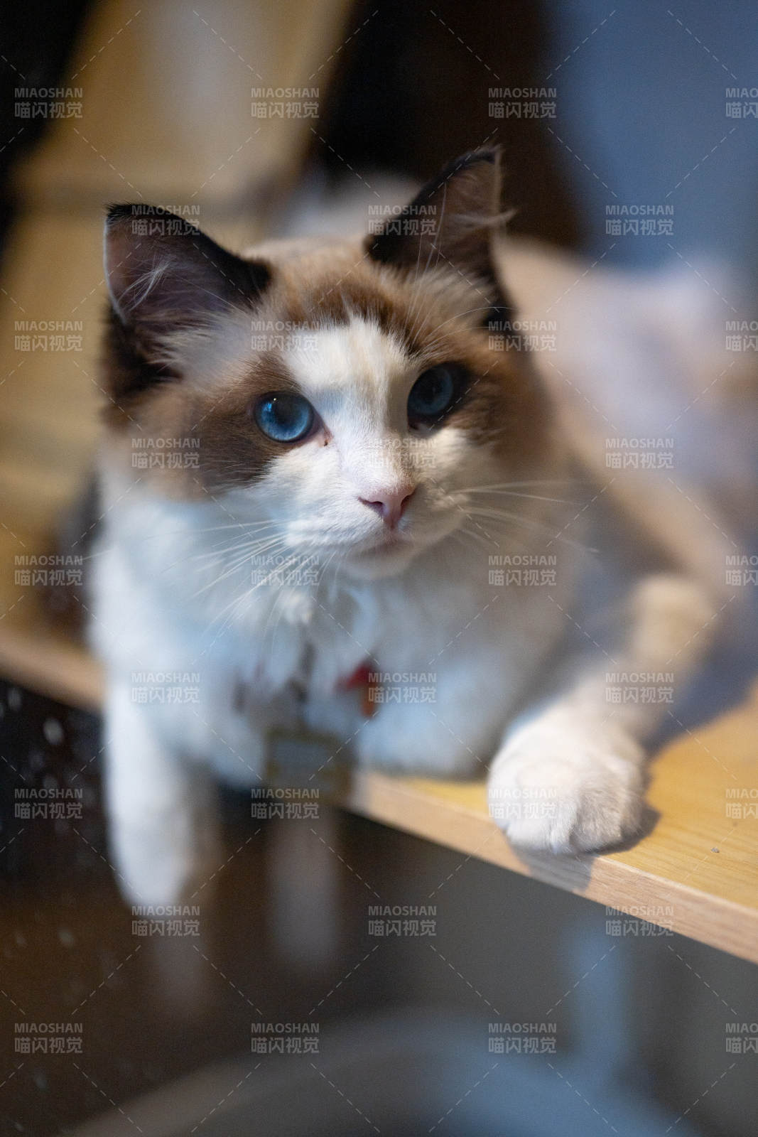 蓝眼猫咪凝视图片