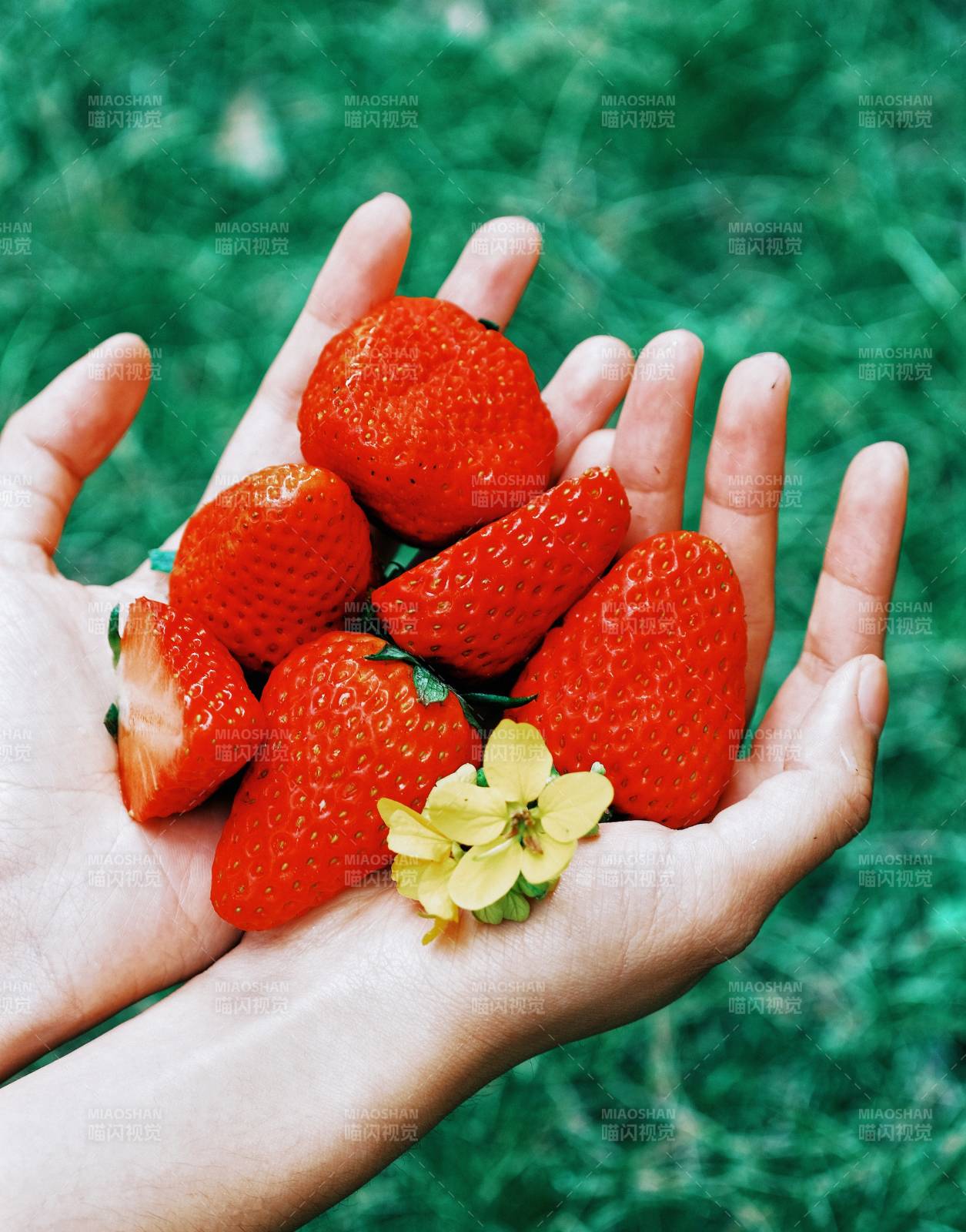 手捧鲜红草莓图片