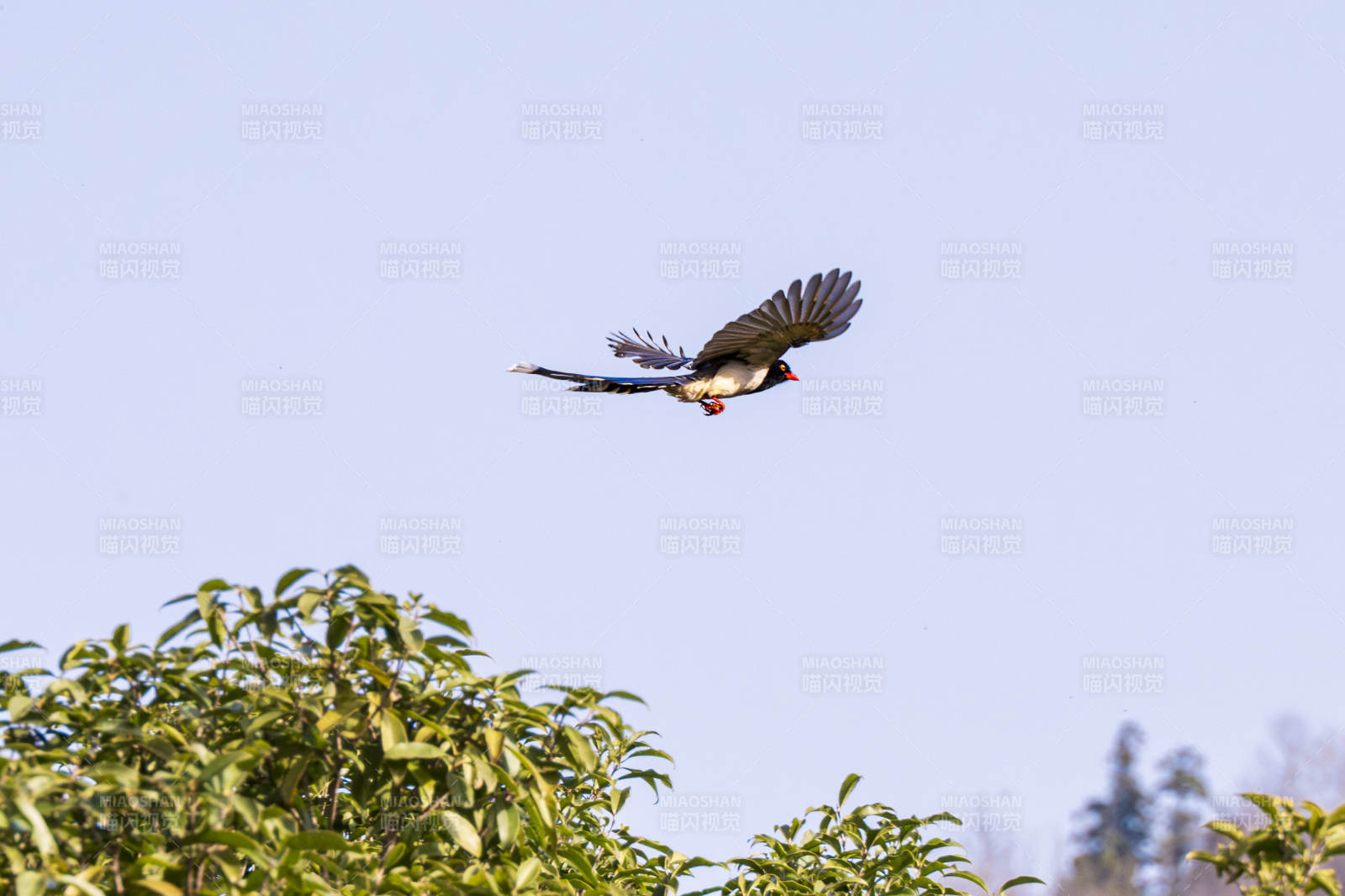 红嘴蓝鹊飞翔图片