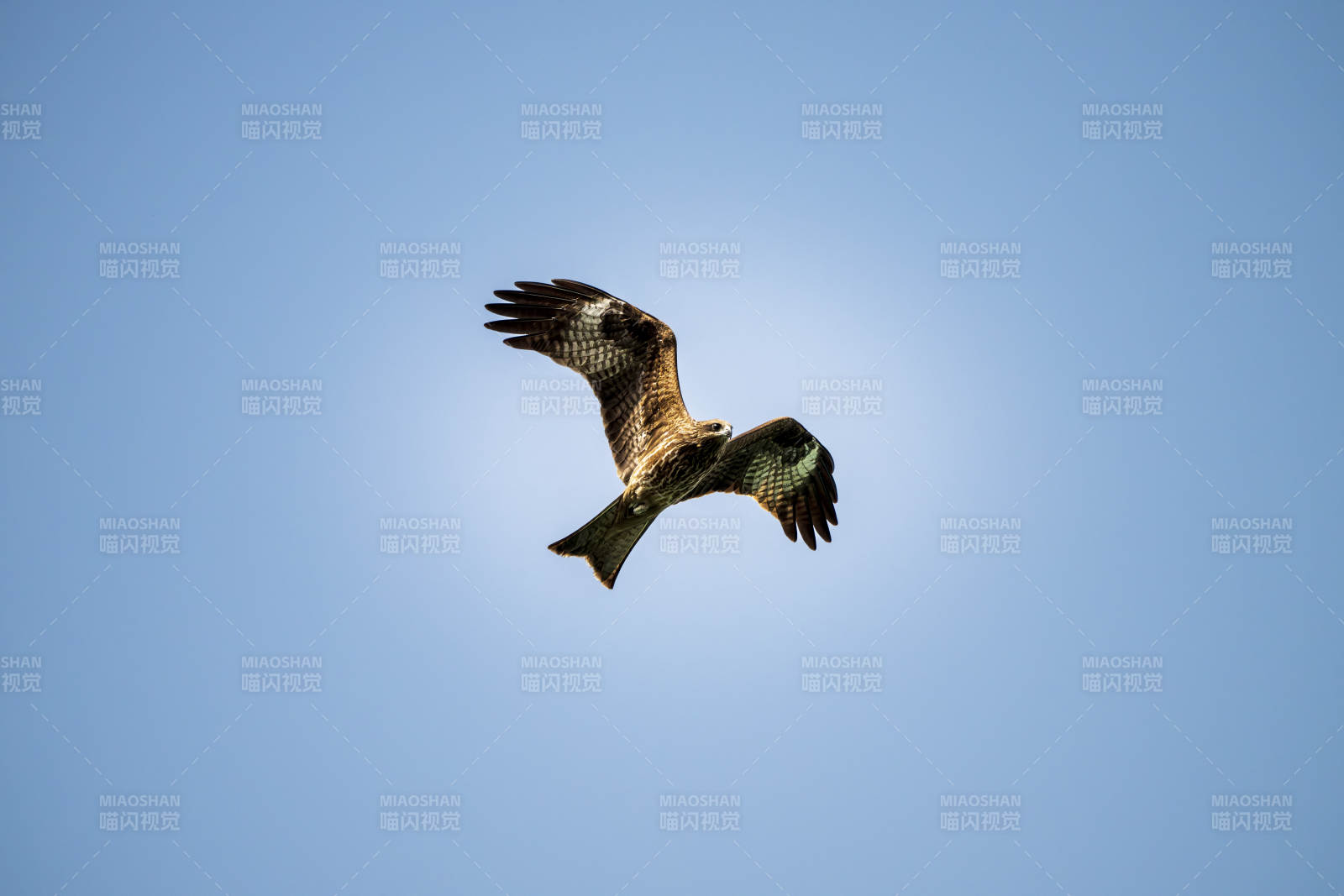 翱翔天际的猛禽图片