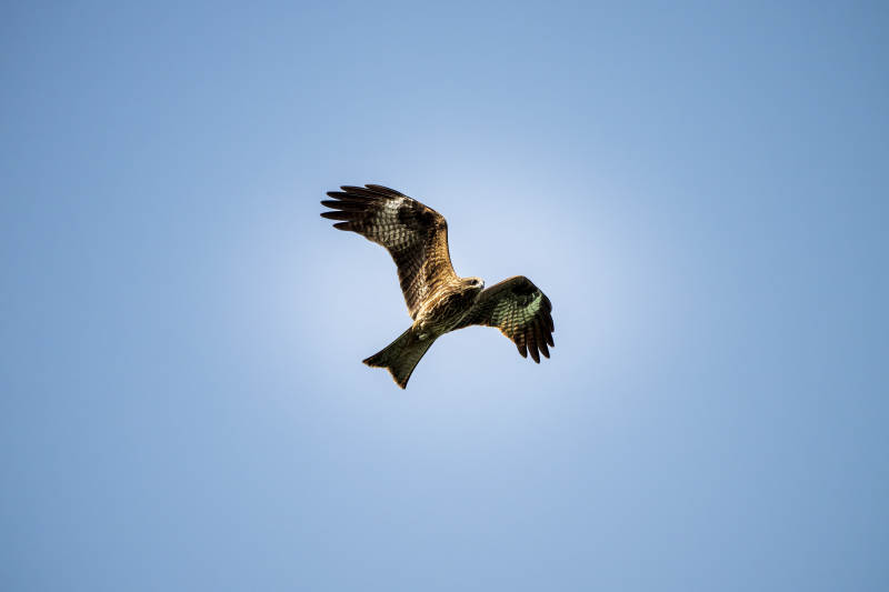 翱翔天际的猛禽图片