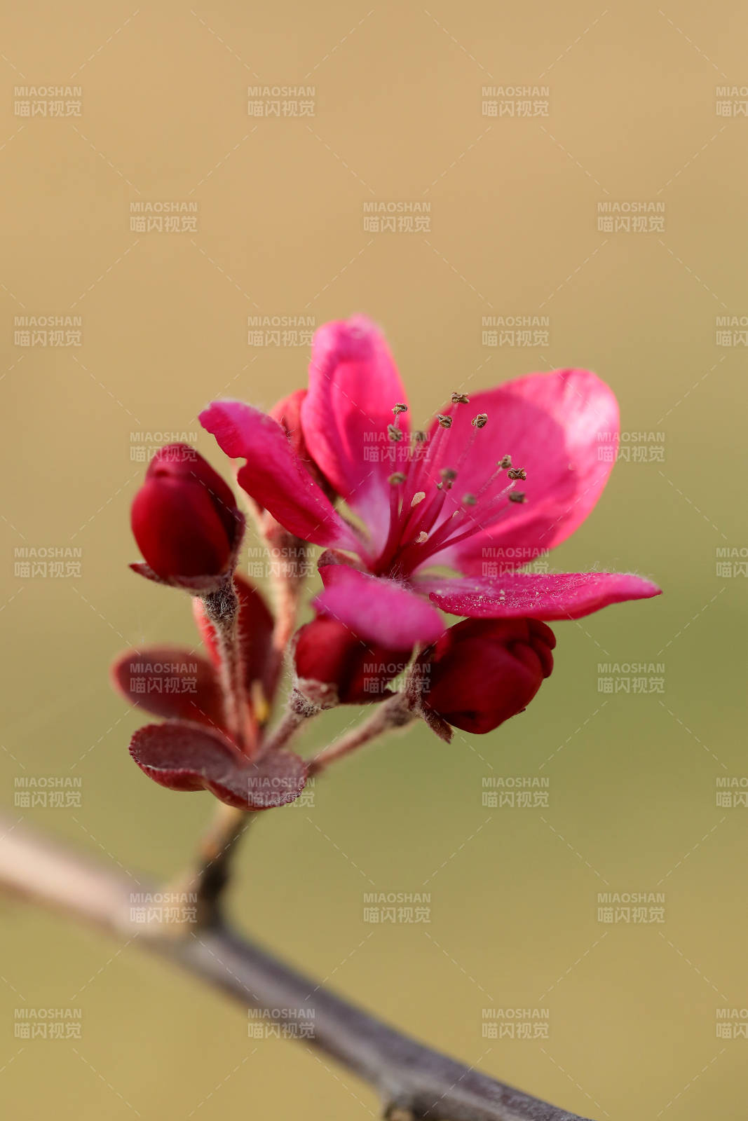 海棠花特写图片