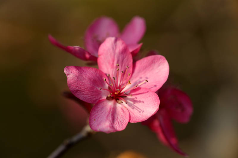 海棠花特写图片