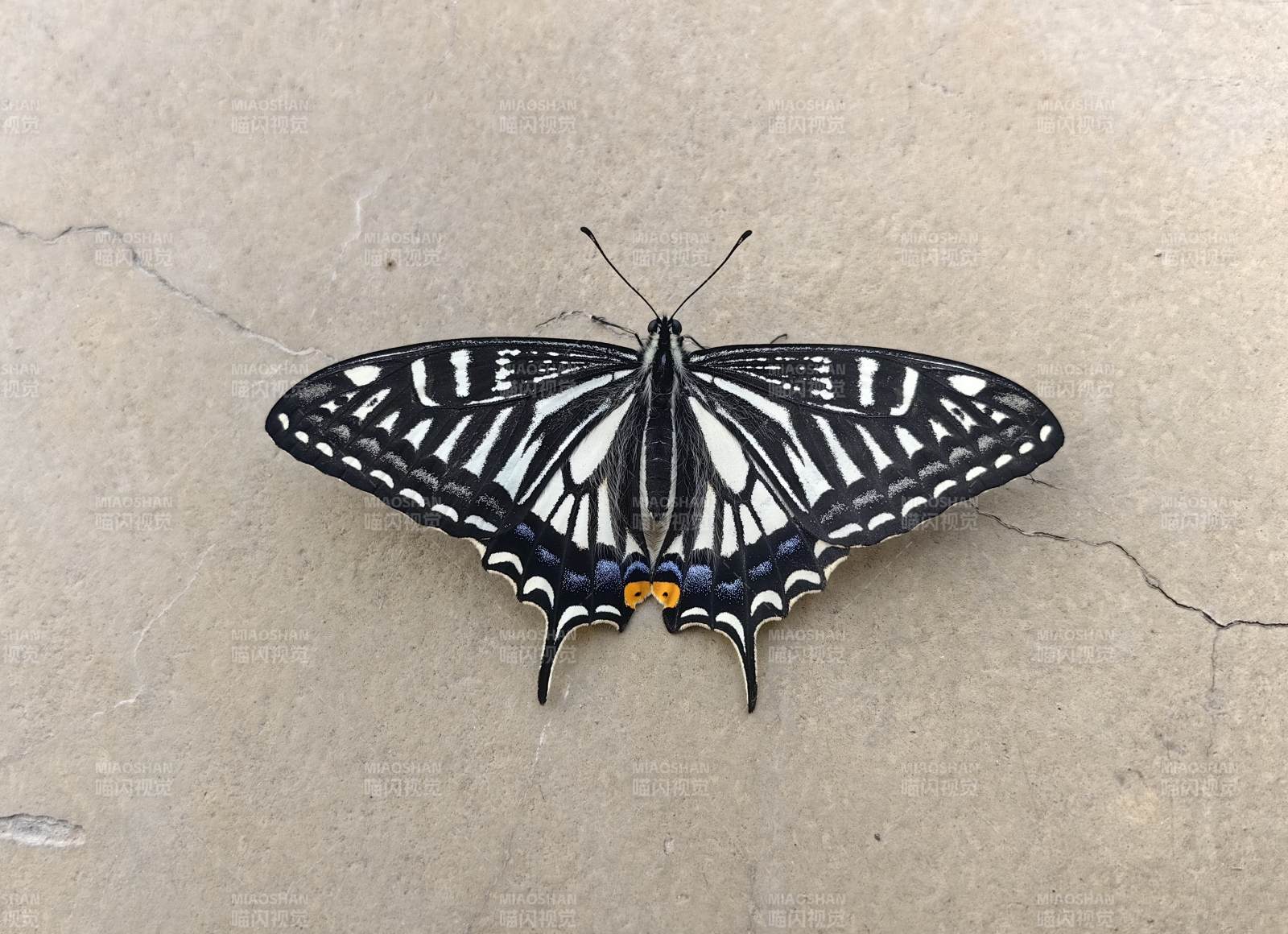 黑白蝶静栖水泥地图片