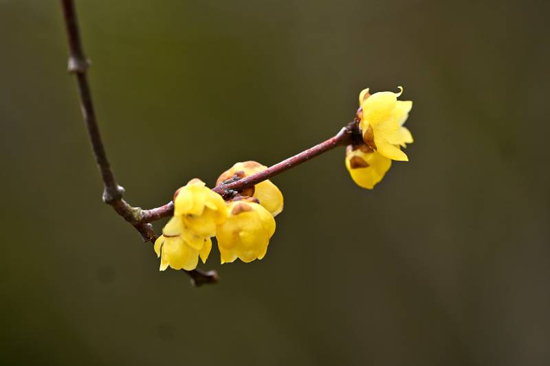 蜡梅绽放枝头图片