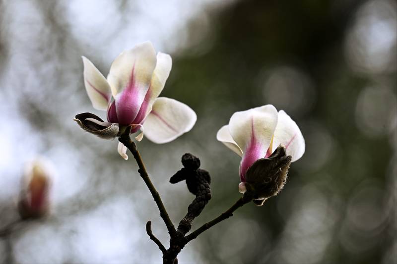 玉兰花绽放枝头图片