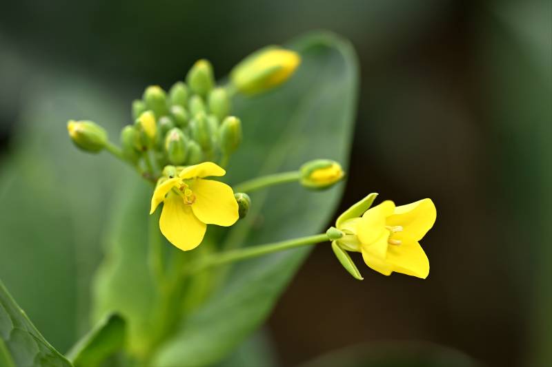 油菜花绽放图片