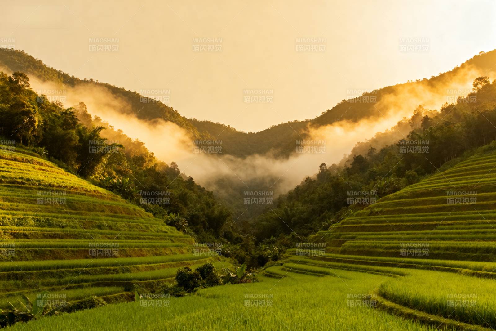梯田晨雾美景图片