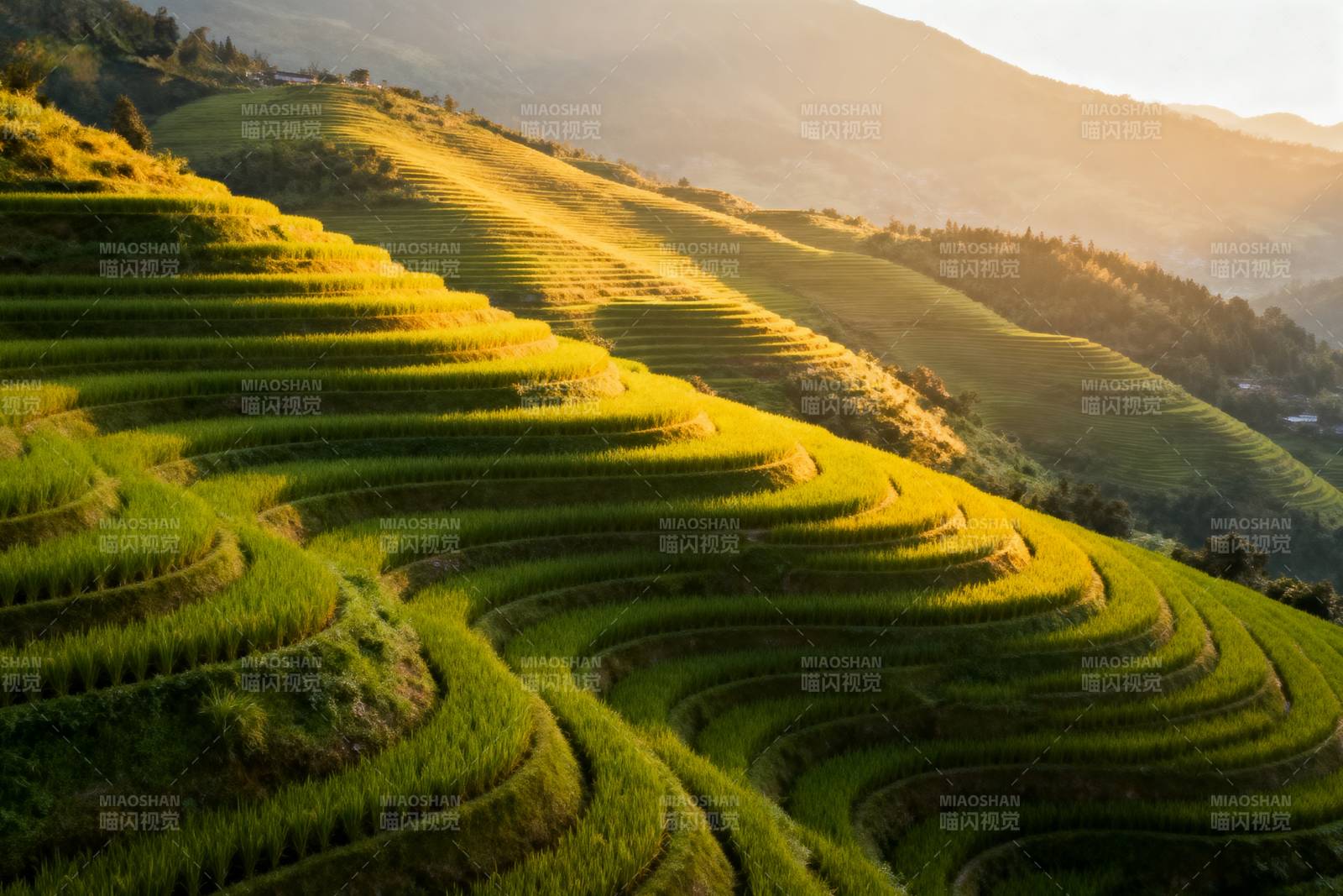 梯田晨光图片