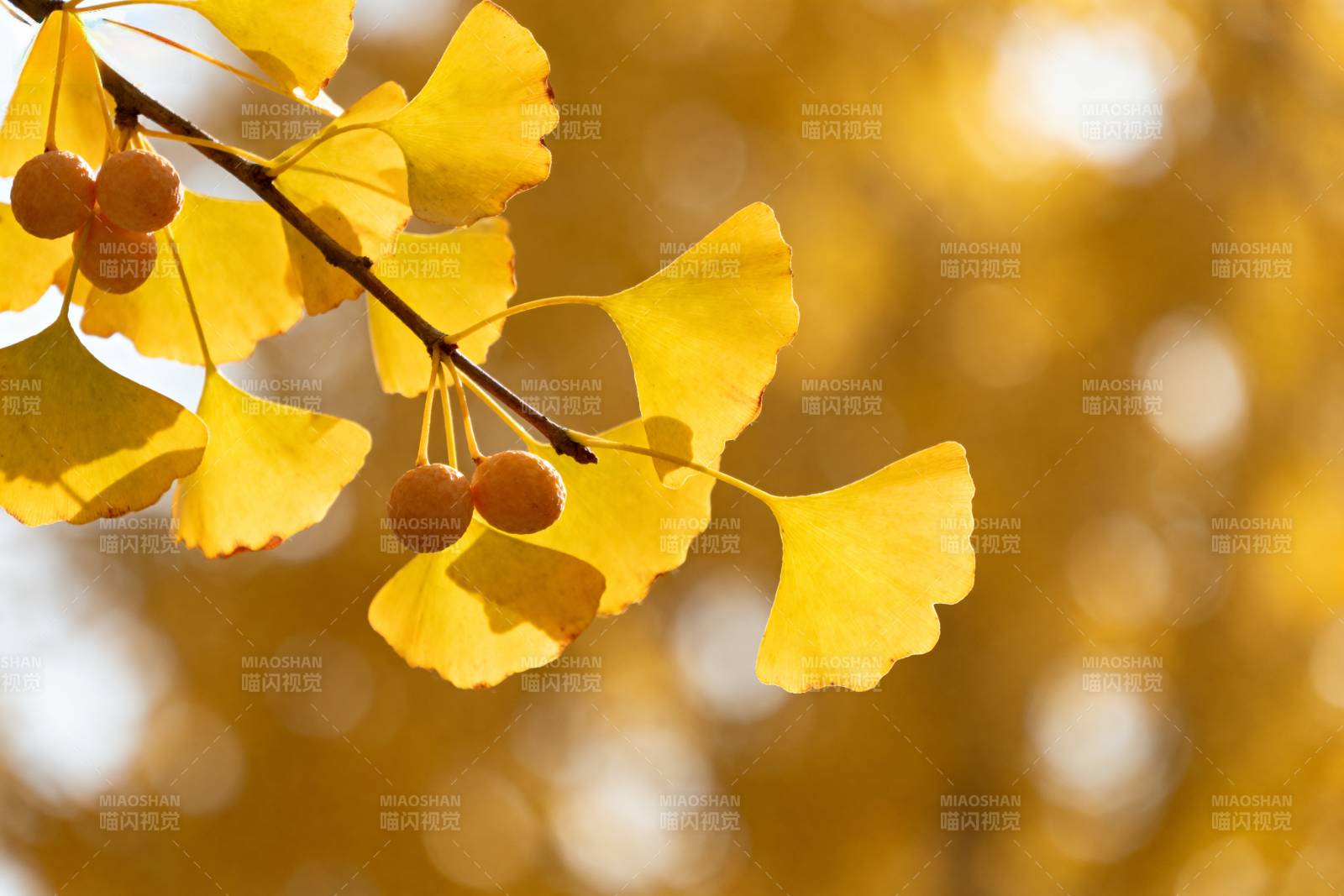 银杏叶黄秋意浓图片