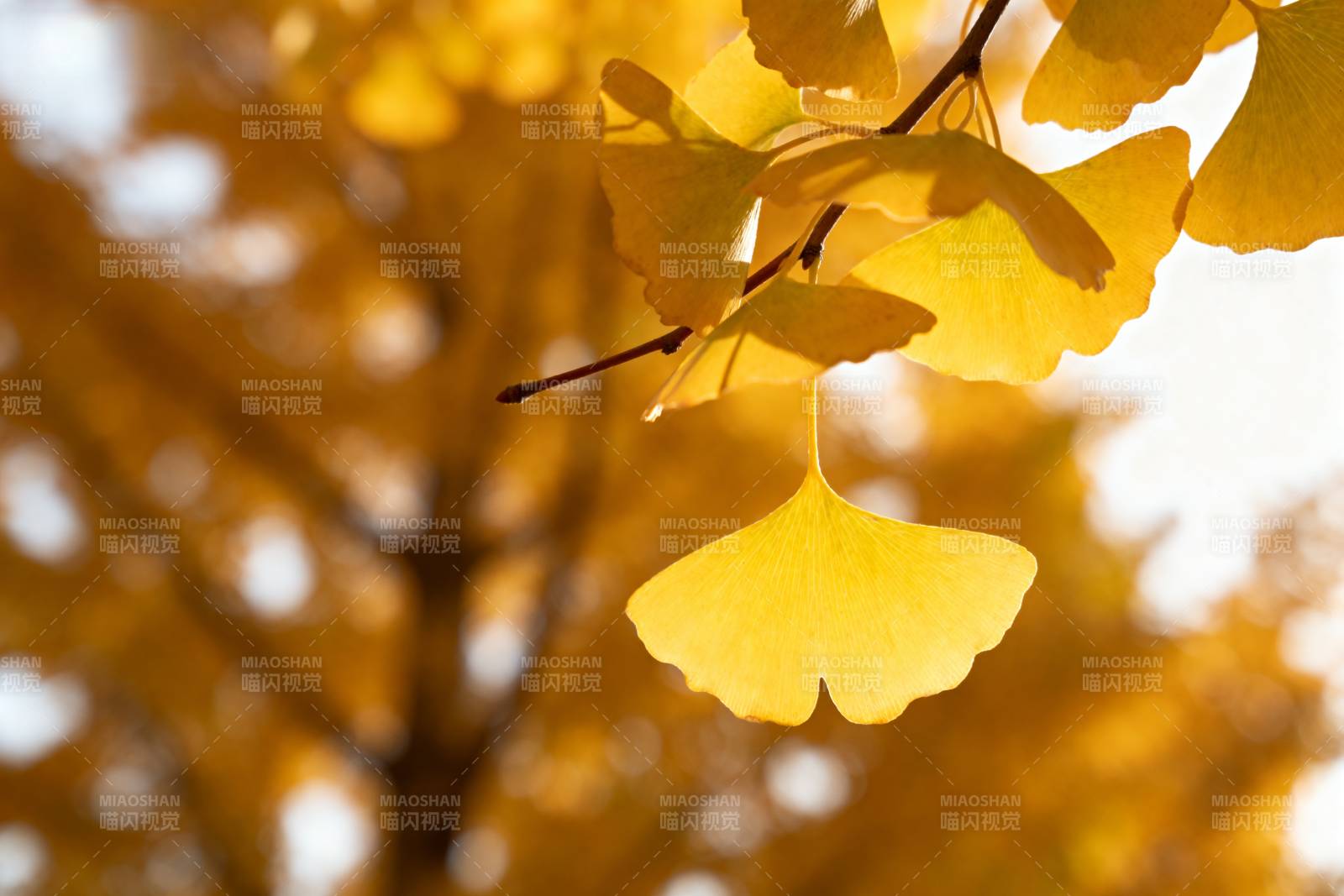 秋日银杏叶图片