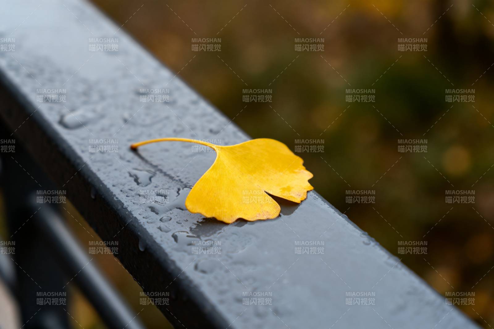 秋叶静卧栏杆上图片