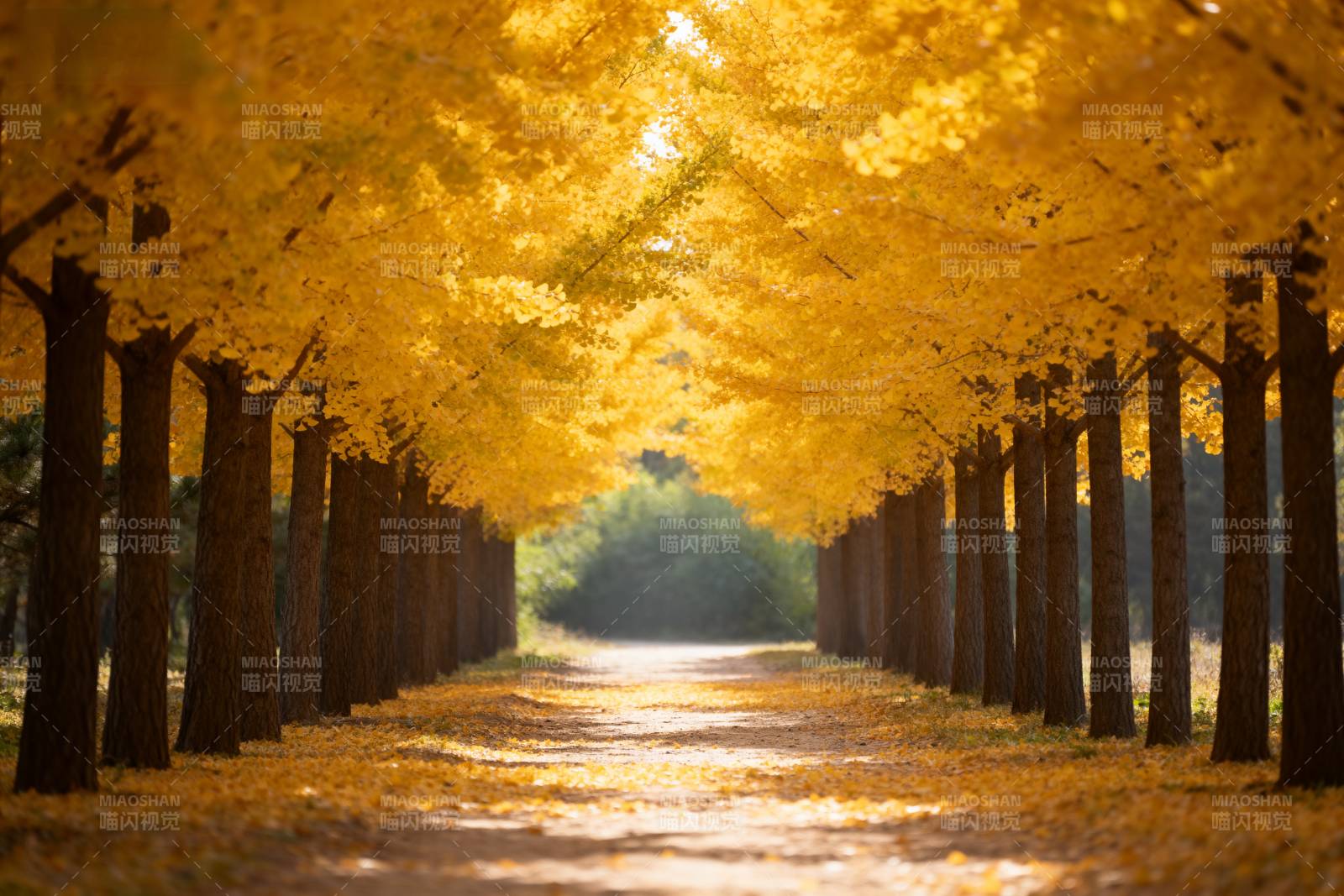 金秋林荫道图片