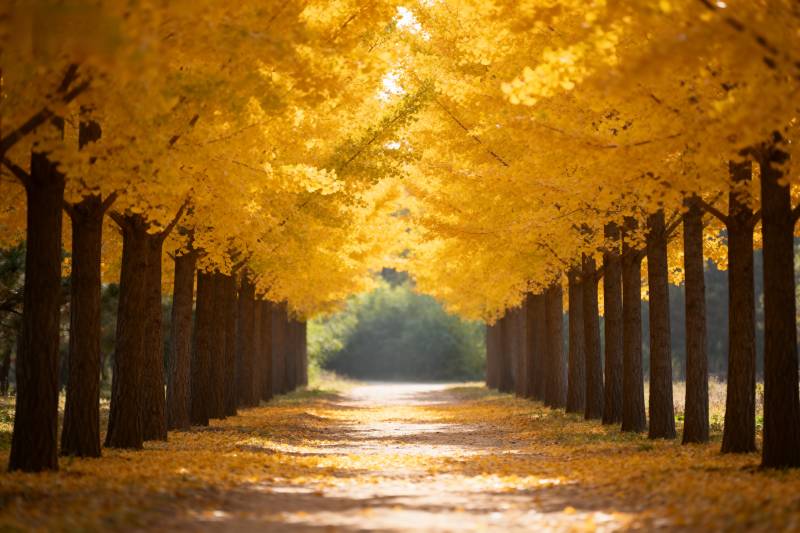 金秋林荫道图片