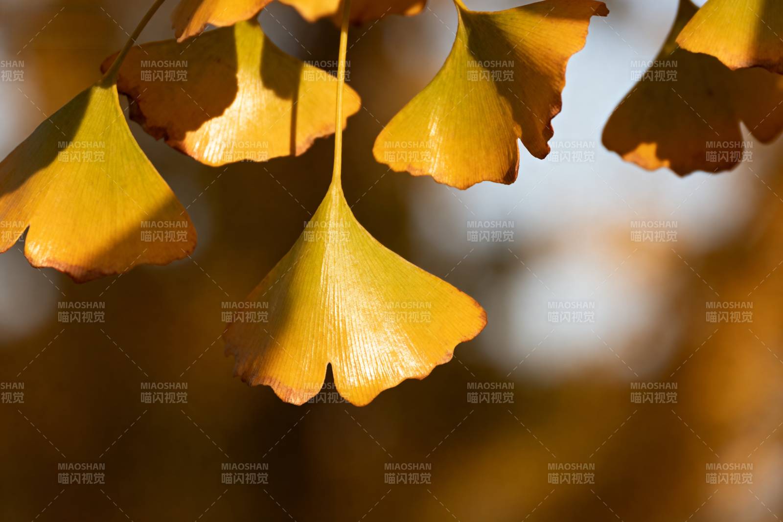 银杏叶秋色图片