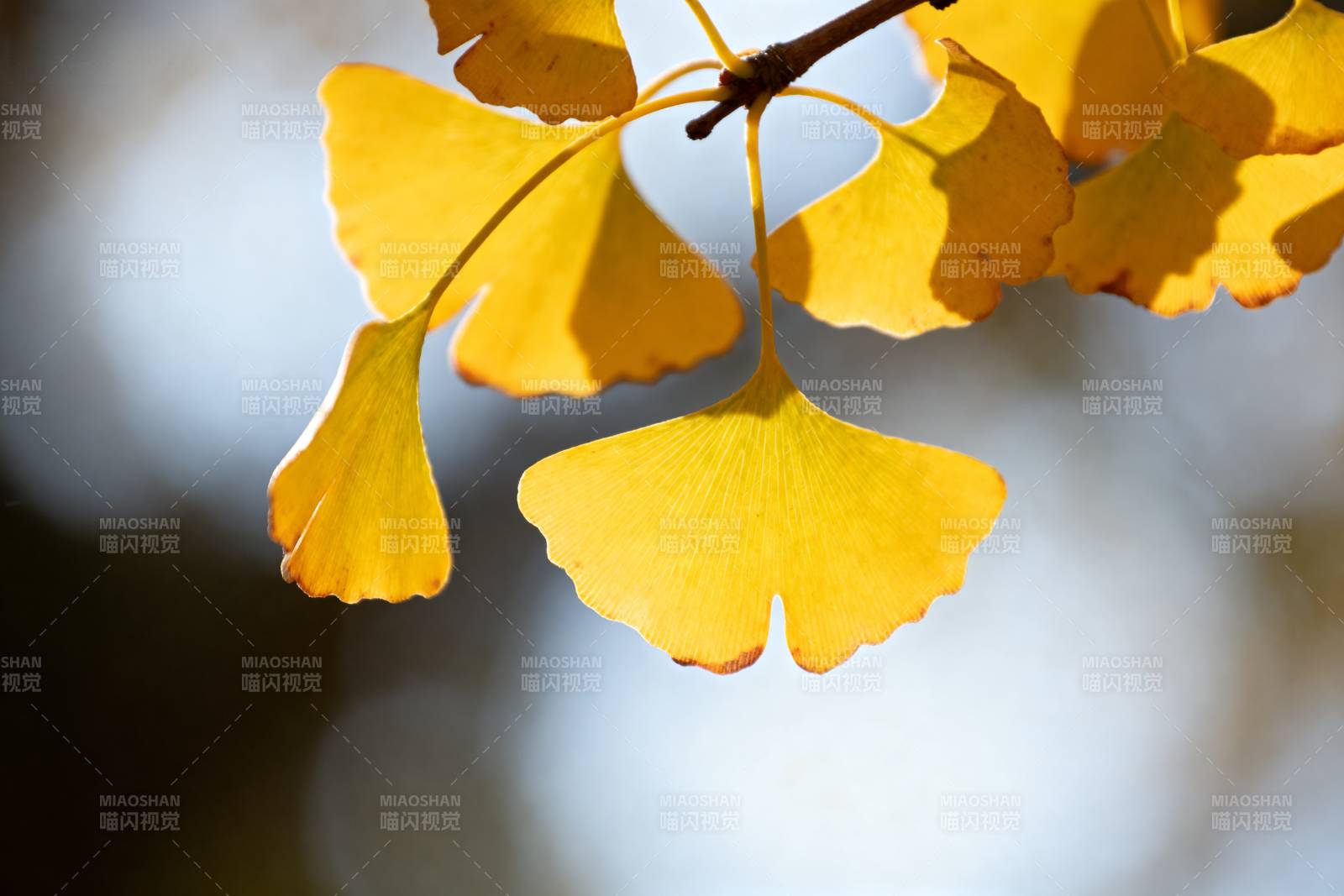 银杏叶黄秋意浓图片