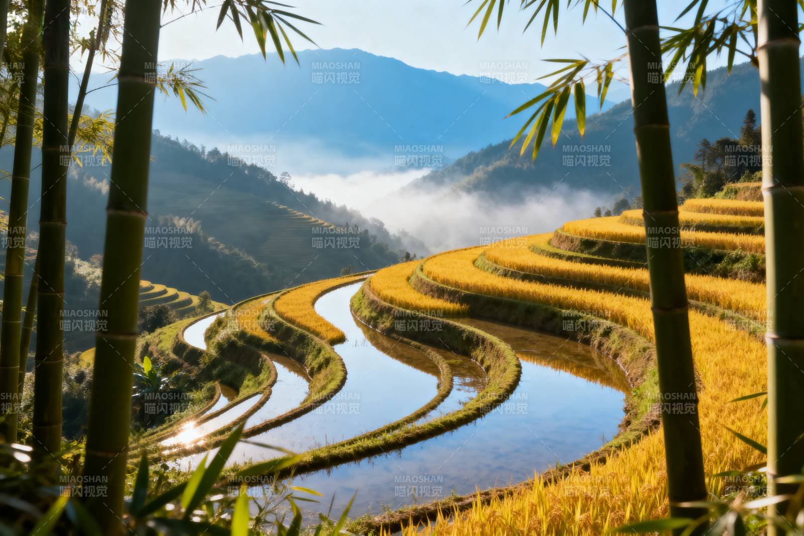 梯田晨雾竹影图片