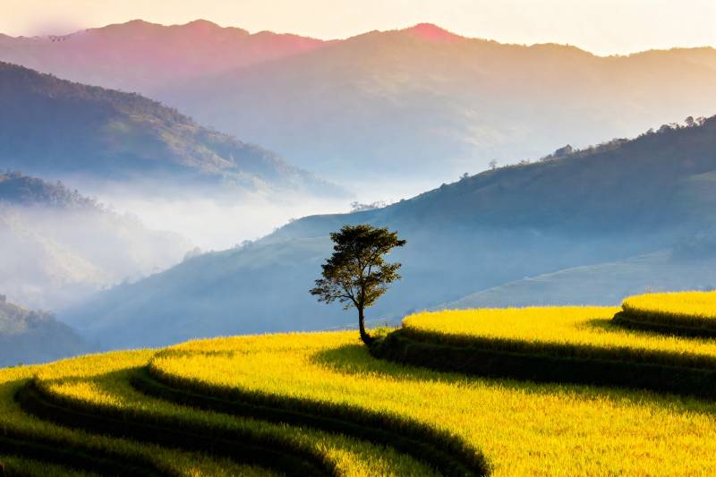 梯田晨曦独树图片