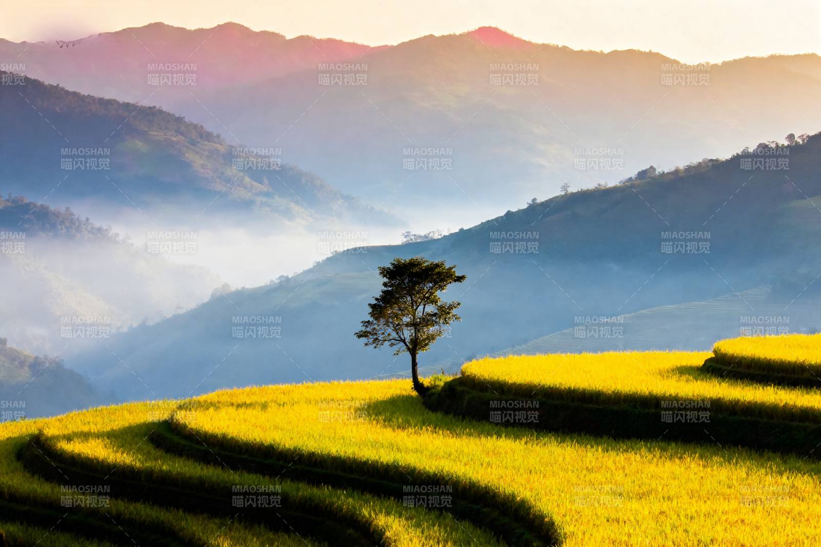 梯田晨曦独树图片