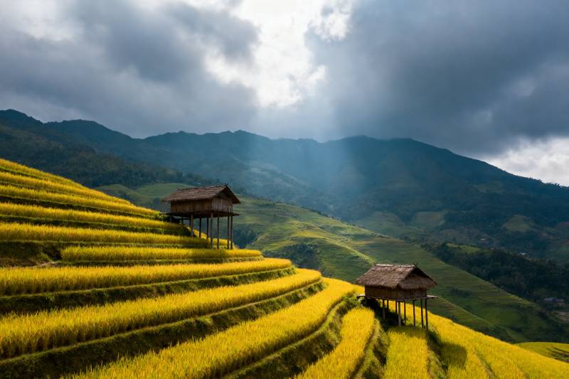 梯田金黄映山光图片