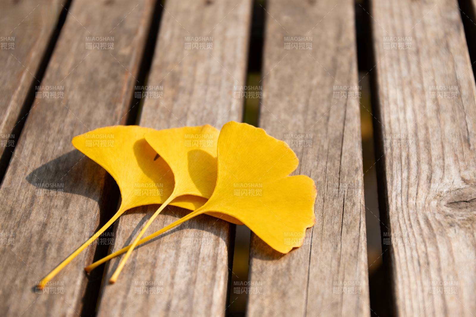 银杏叶静卧木桌图片