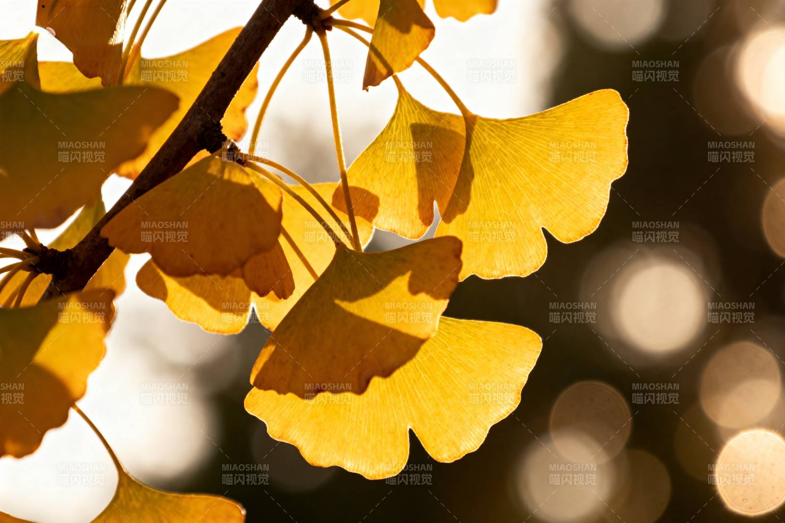 银杏叶秋光图片