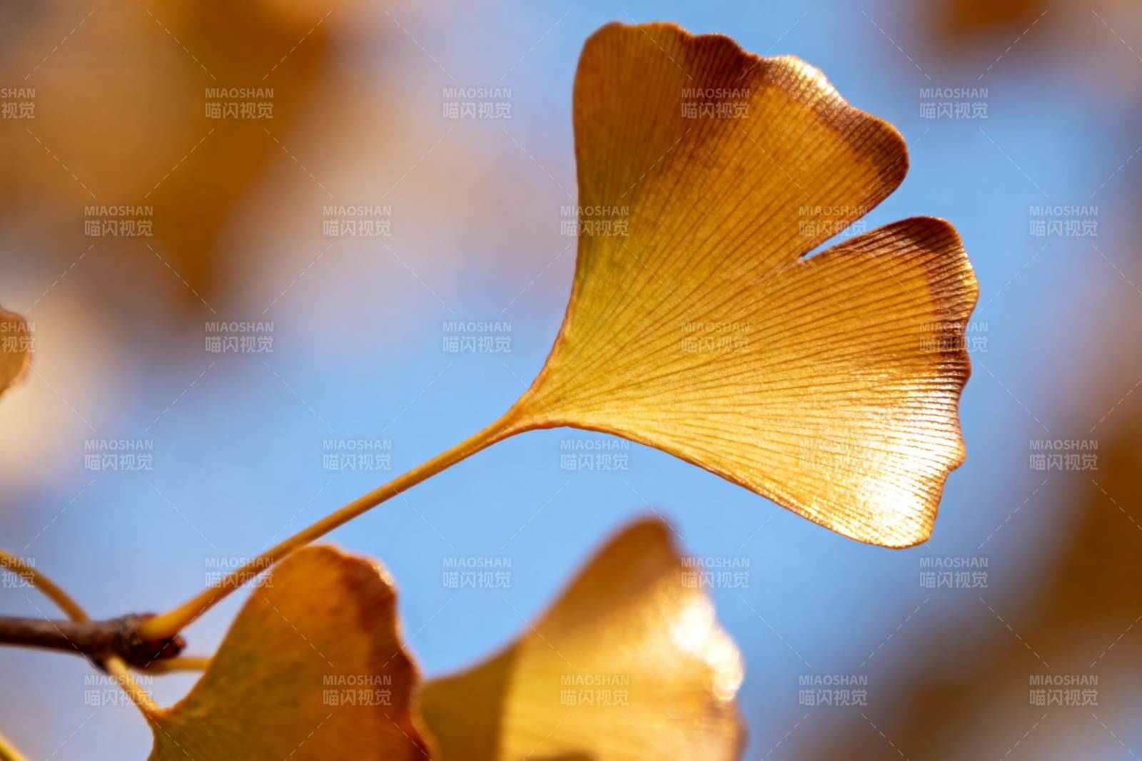 银杏叶秋景图片