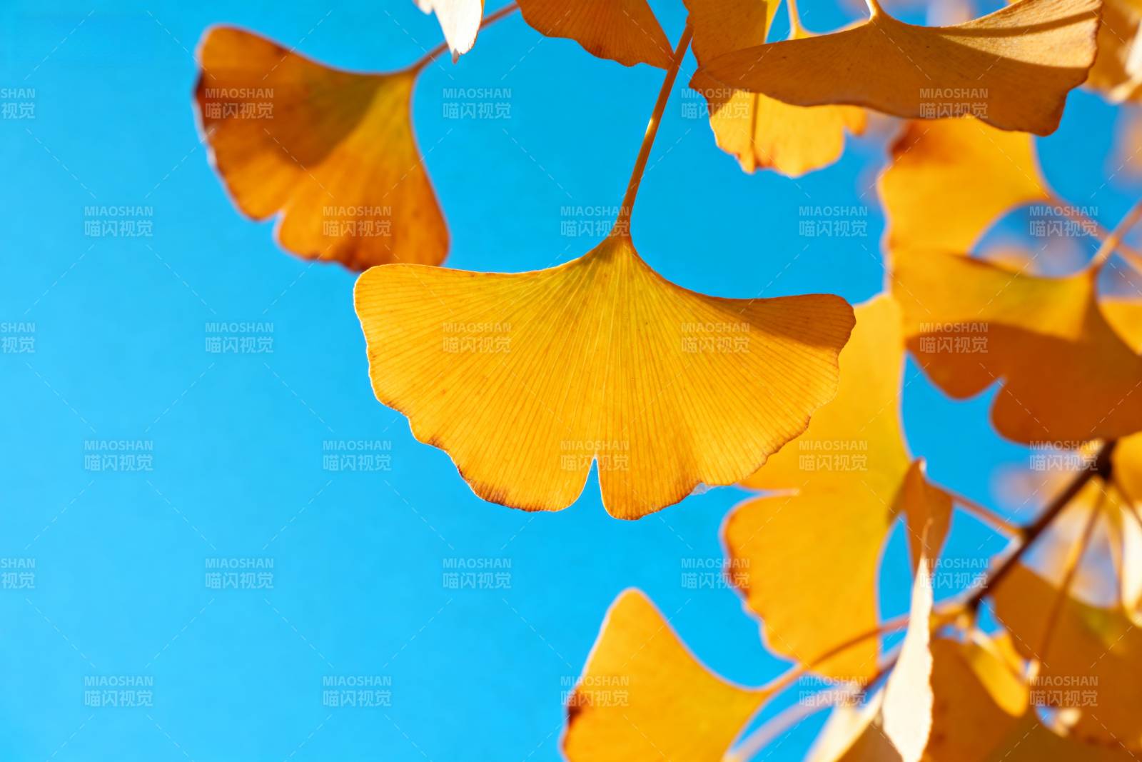 秋叶映蓝天图片