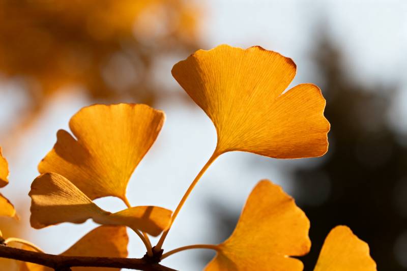 秋日银杏叶图片