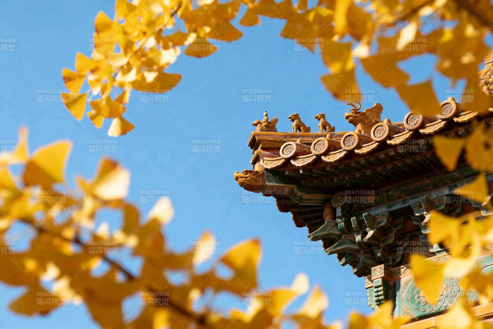 秋叶映古檐图片