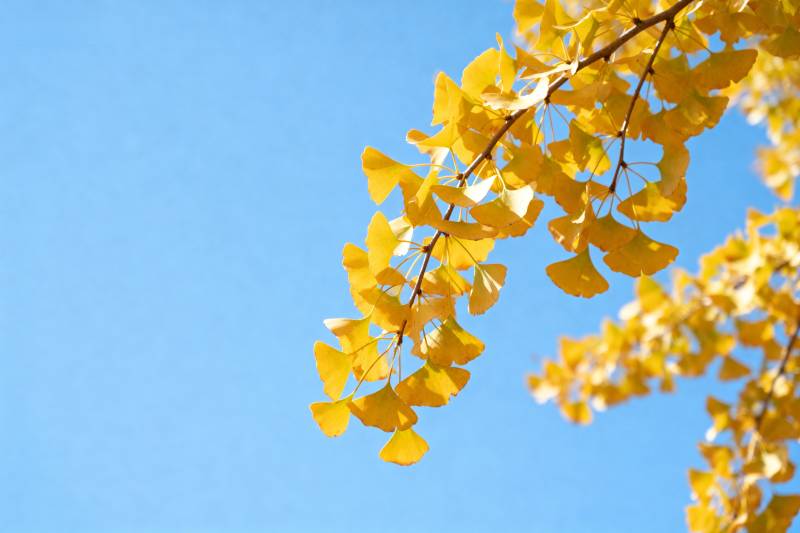 秋叶映蓝天图片