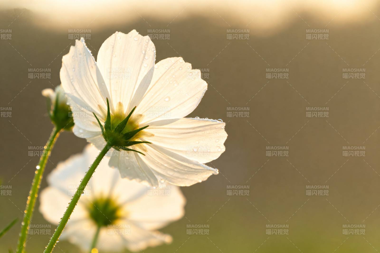 晨光中的白花图片