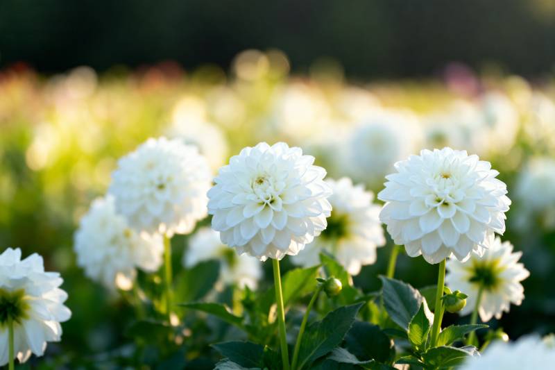 洁白菊花绽放园中图片