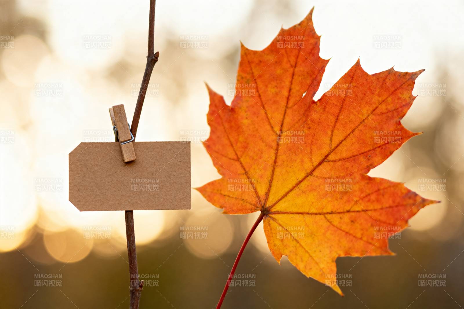 秋叶与便签图片