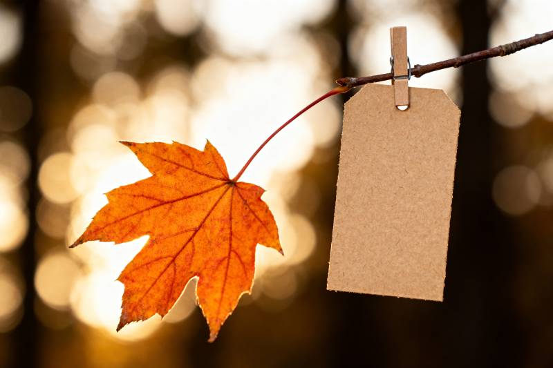 秋叶挂签 静谧时光图片