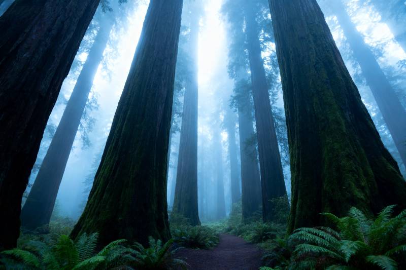 雾中巨木森林图片
