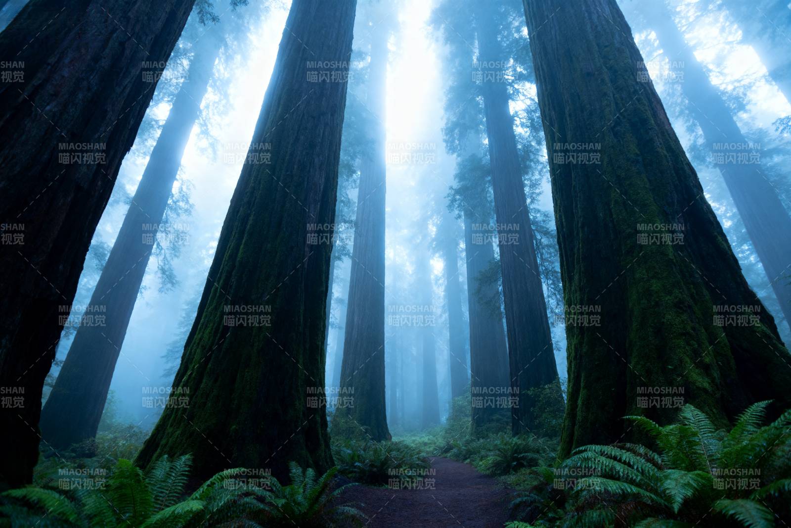 雾中巨木森林图片