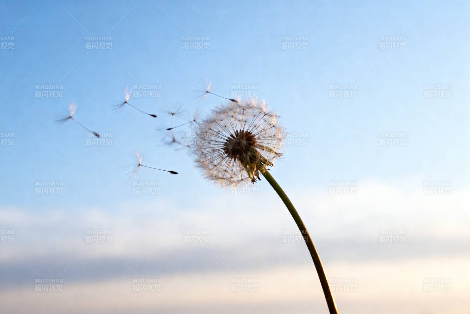 蒲公英随风飘散图片