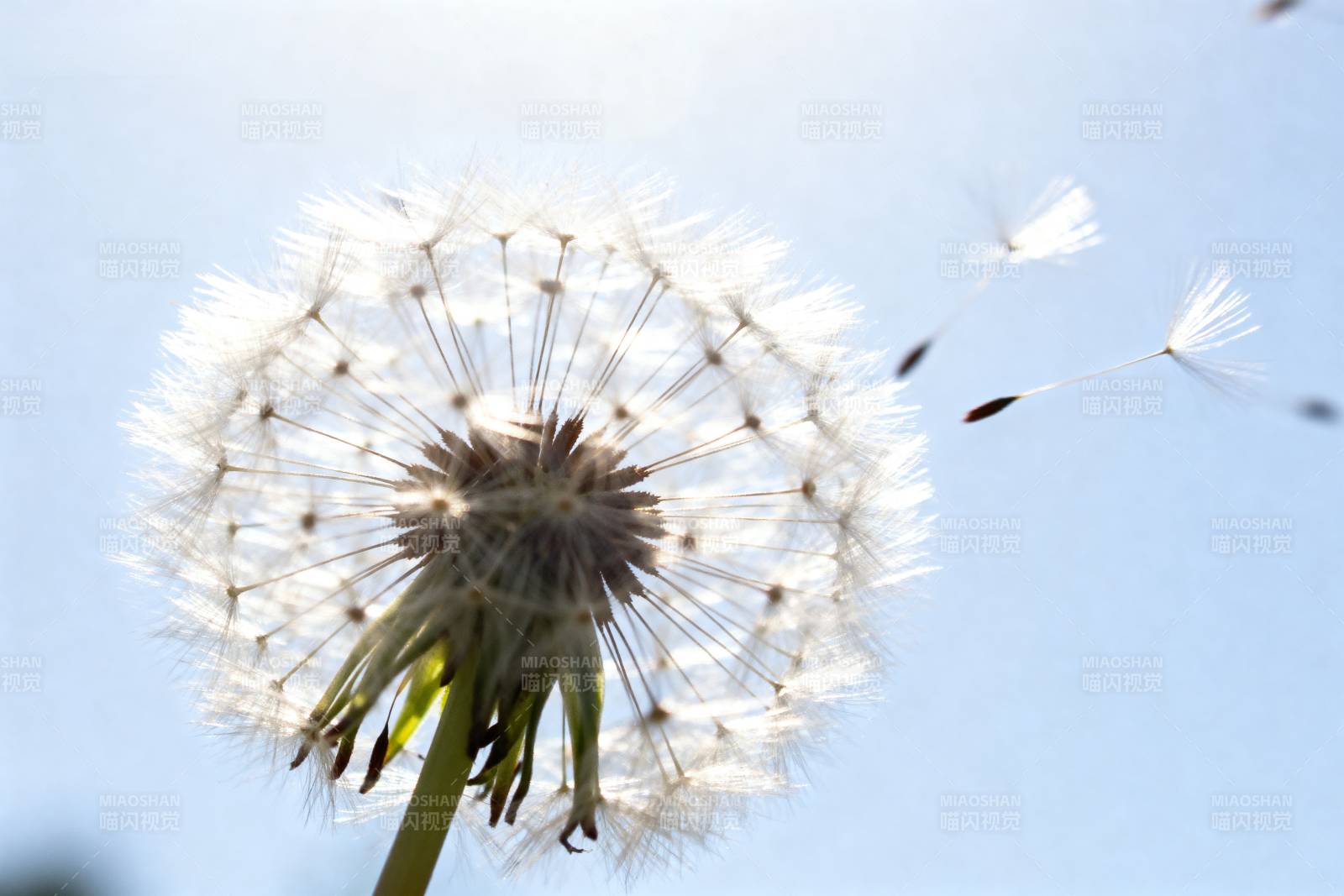 蒲公英随风飘散图片